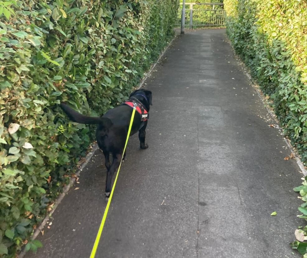 picture of a black labrador dog going for a walk