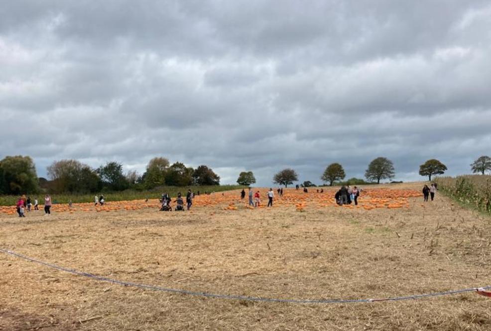 picture of pumpkin picking at darts farm