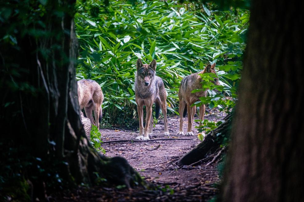 picture of wolves at bear wood, wild place project