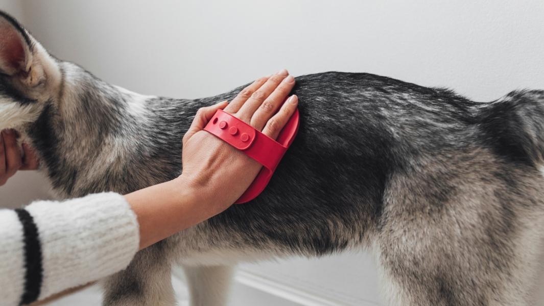 picture of someone brushing a dog