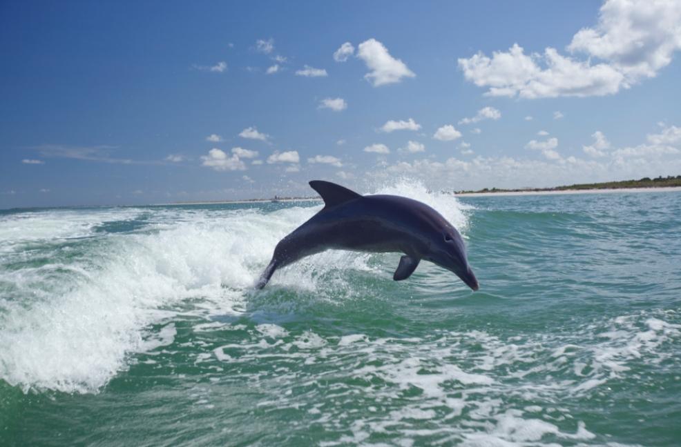 Picture of a dolphin