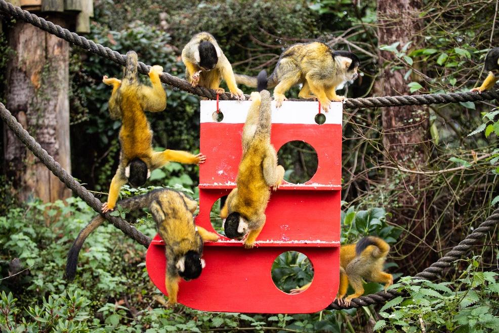 picture of Animals enjoy festive treats at ZSL London Zoo