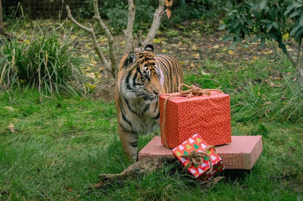 picture of Asim Sumatran tiger enjoys Christmas early at ZSL London Zoo