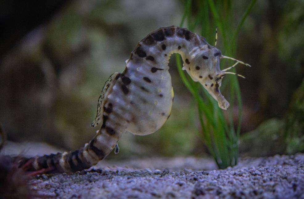 picture of seahorse