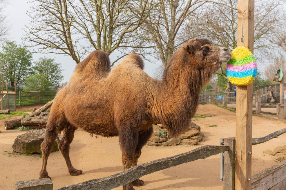 picture of a Camel at London Zoo enjoys Easter egg