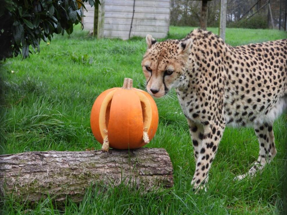 picture of a Cheetah investigates pumpkins at Whipsnade Zoo