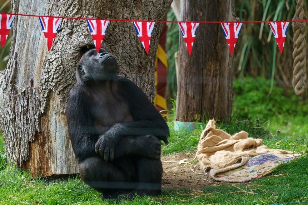 picture of Critically endangered western lowland gorilla Gernot mark the Coronation at London Zoo