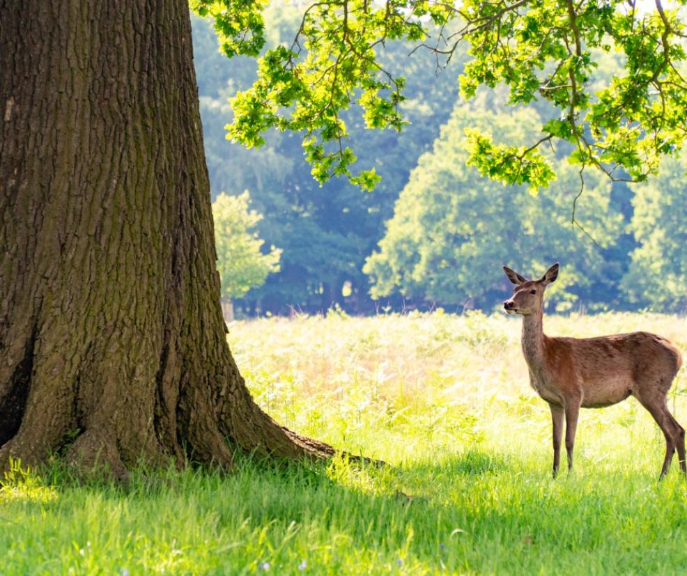 picture of a Deer in a park