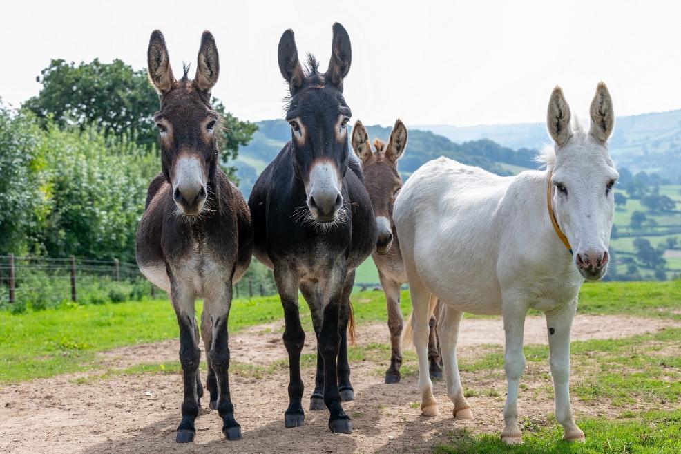 picture of Donkeys at The Donkey Sanctuary