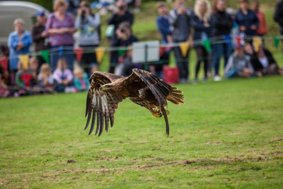 picture of Gothic Falconry at Whitby Abbey, North Yorkshire