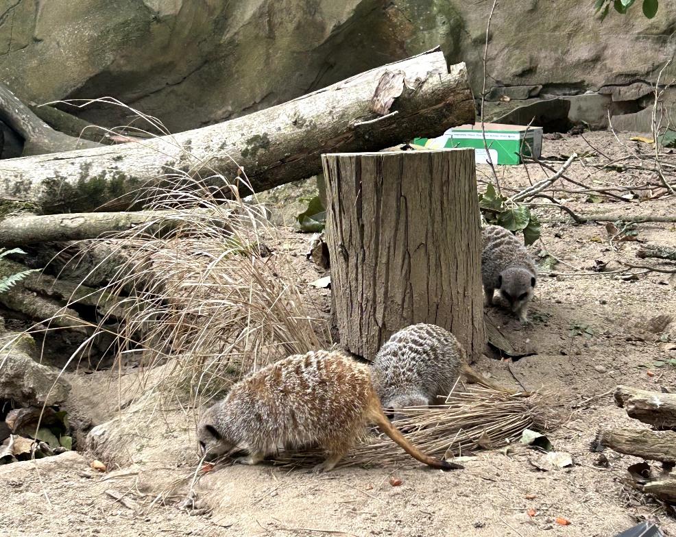 picture of Meerkats at Newquay Zoo
