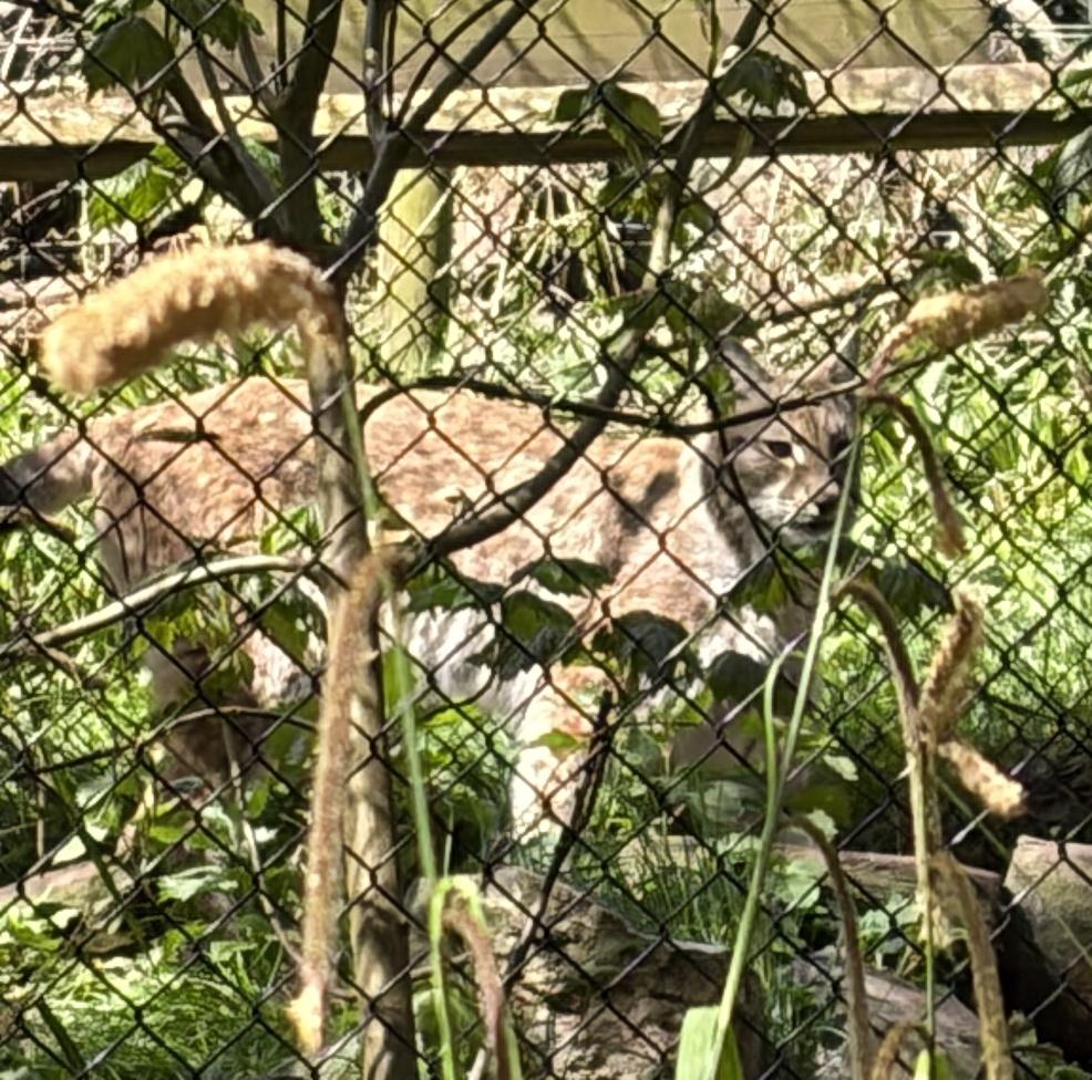 picture of a Lynx at Wildwood Escot on a family day out