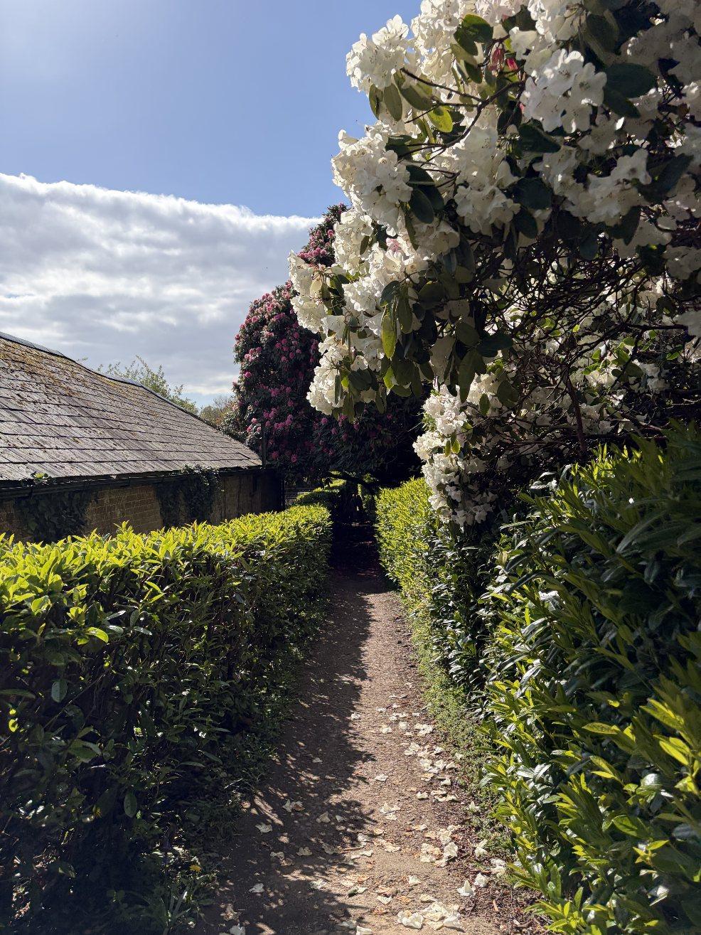 picture of a beautiful woodland path at Wildwood Escot on a family day out