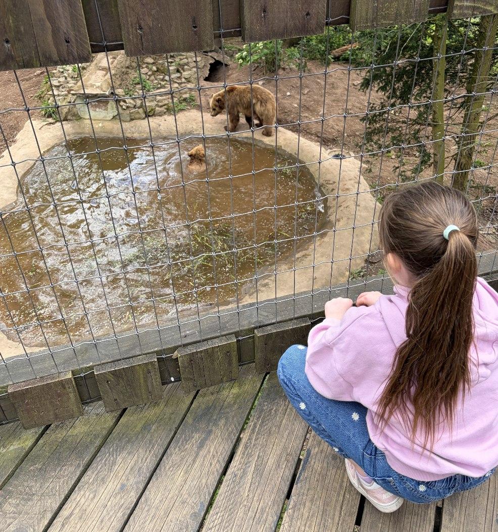 picture of a child watching the bears in the pool in their enclose at Wildwood Escot
