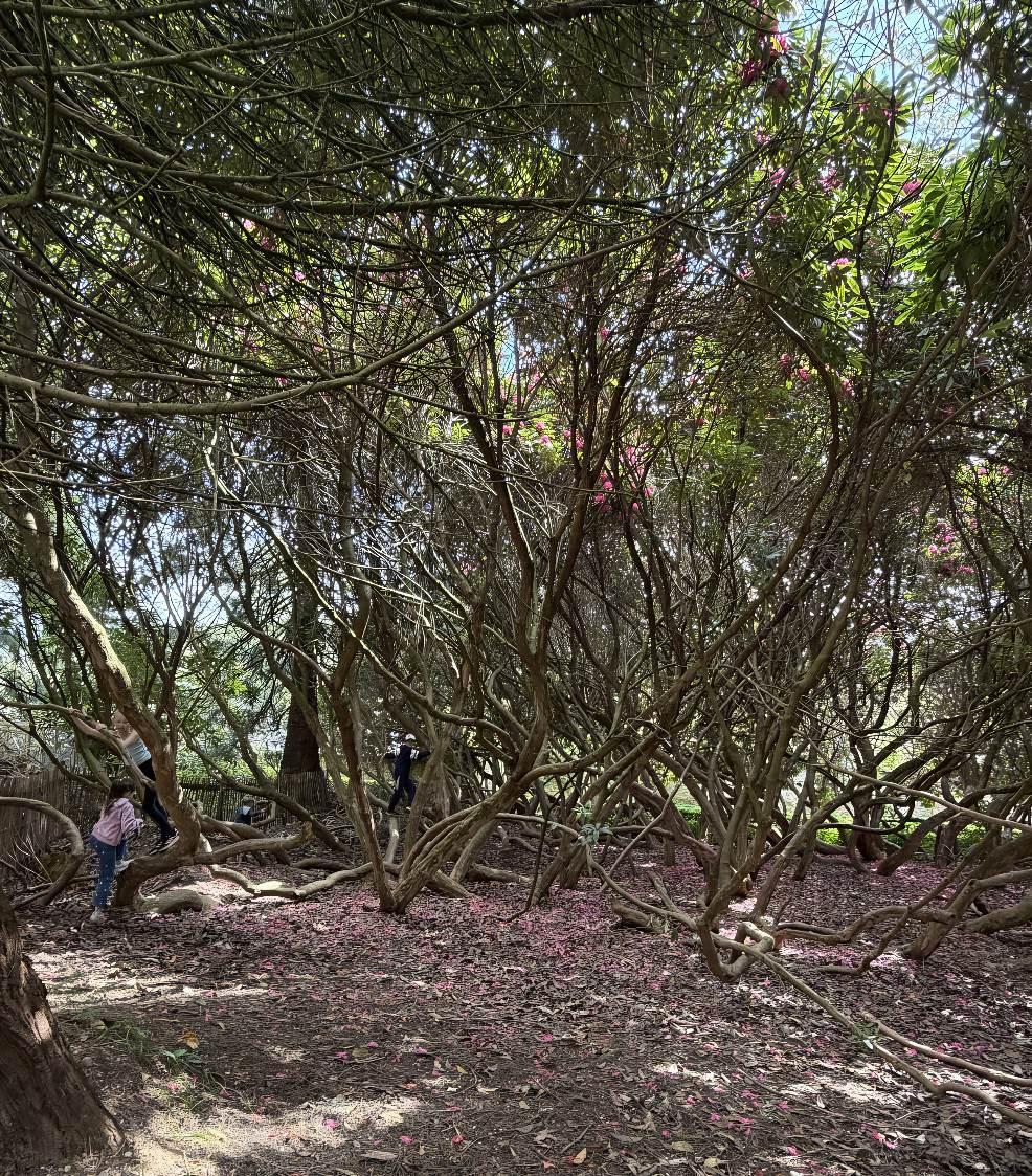 picture of children climbing trees at Wildwood Escot on a family day out