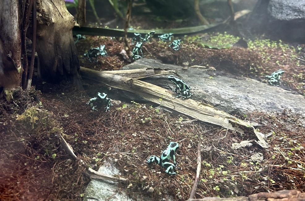picture of tiny green and black frogs at Newquay Zoo