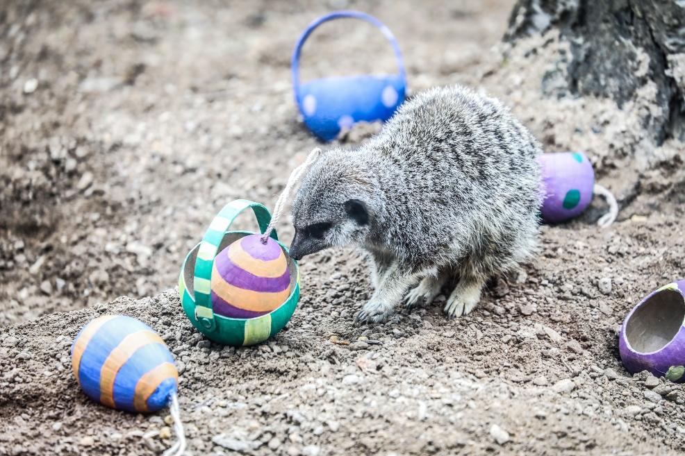 picture of Meerkat to London Zoo enjoys Easter egg