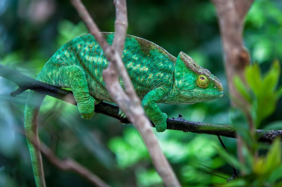 picture of a parsons chameleon
