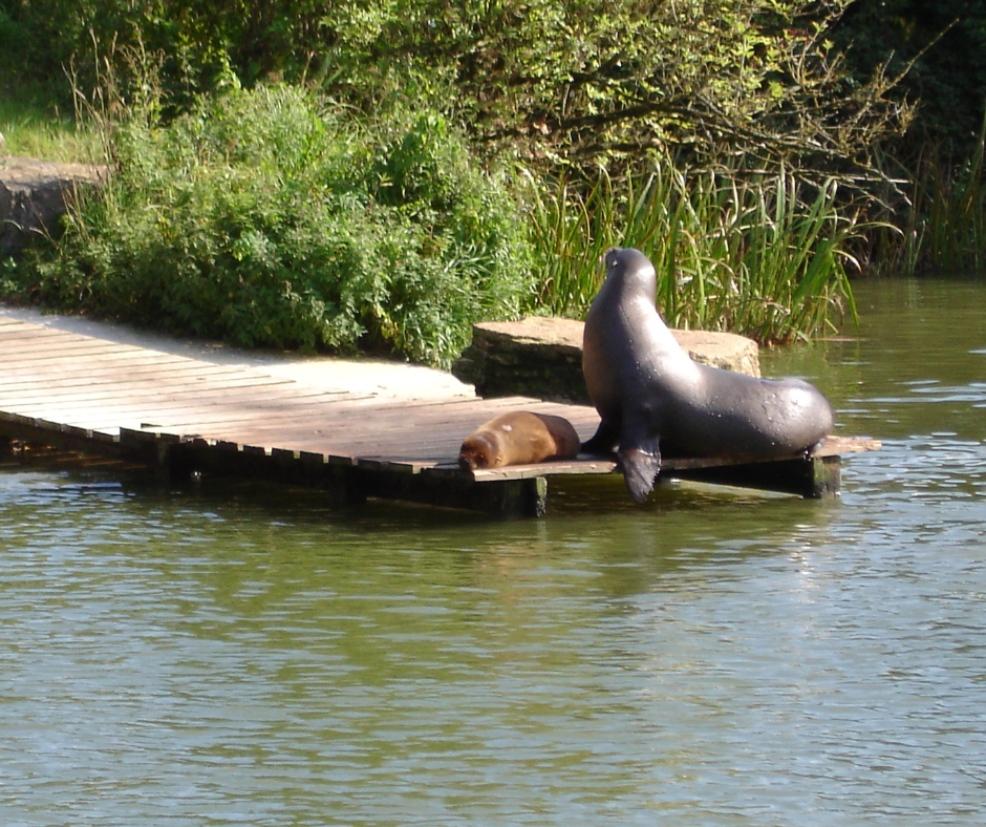Seal on the edge of a dock picture of a Seal on the edge of a dock