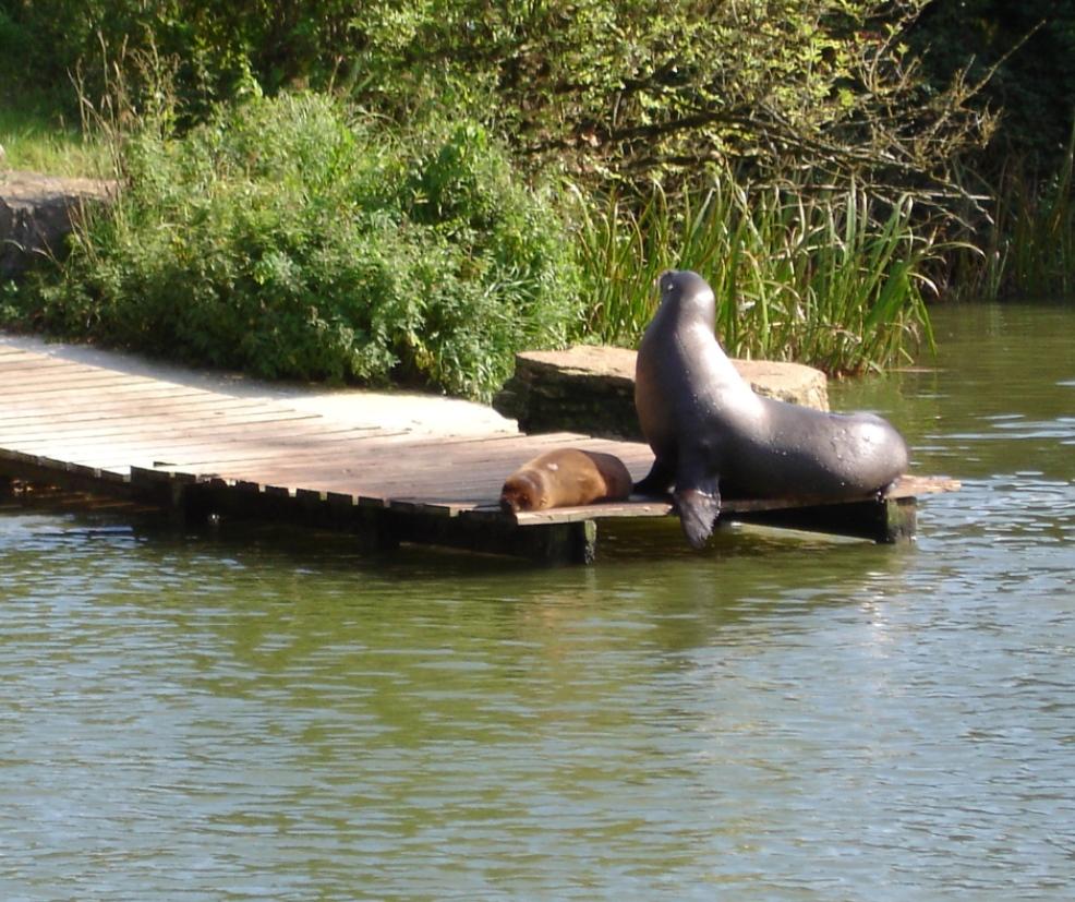 picture of a Seal on the edge of a dock
