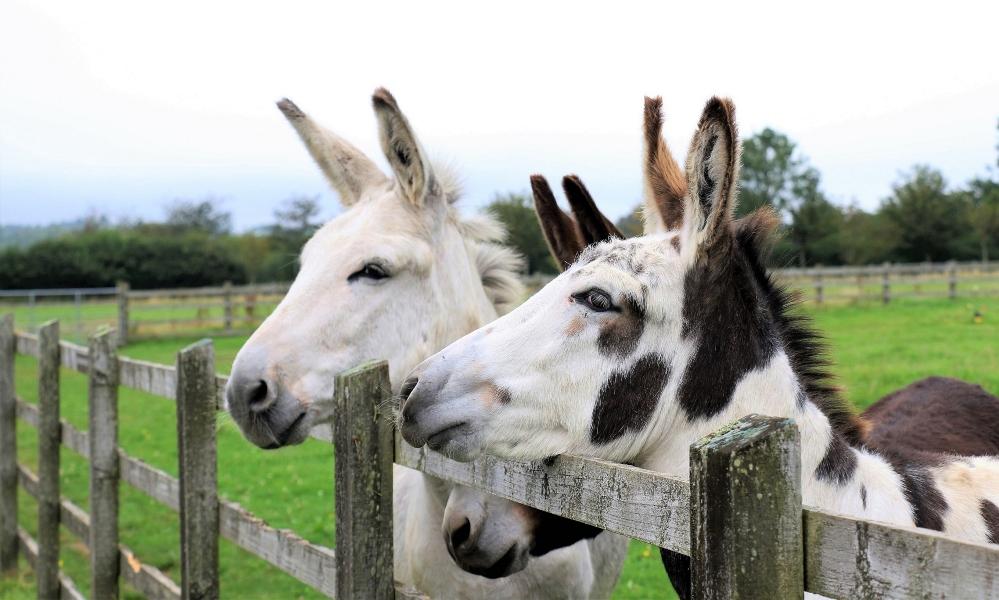 picture of The Donkey Sanctuary Sidmouth