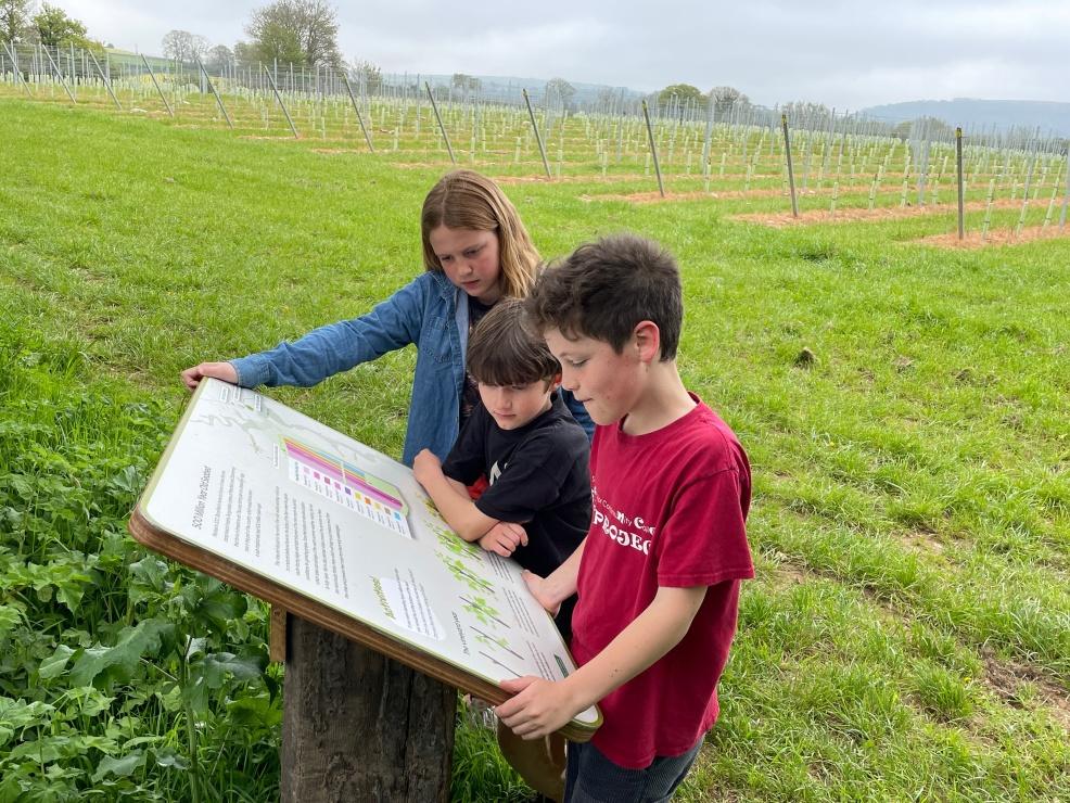 picture of Vineyard Trail at Sandridge Barton family day out