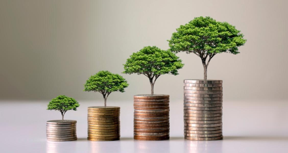 picture of coins and trees depicting investing
