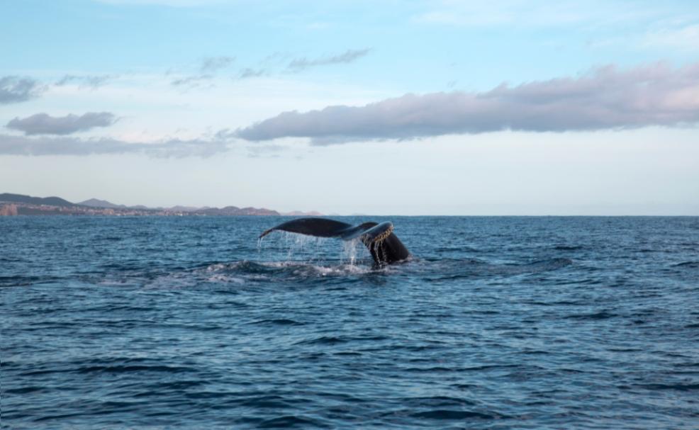 picture of whale watching