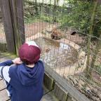picture of a child watching the bears in their enclosure at Wildwood Escot on a family day