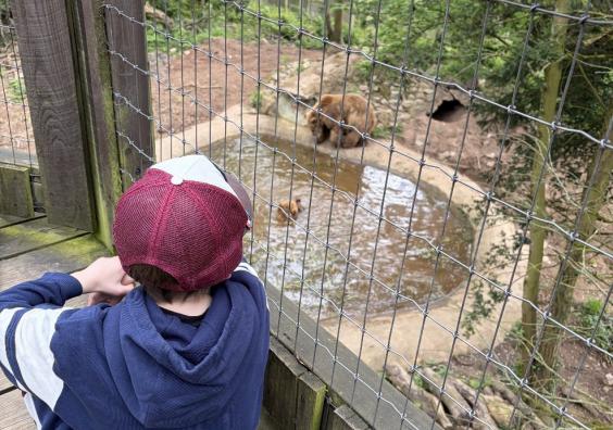 picture of a child watching the bears in their enclosure at Wildwood Escot on a family day