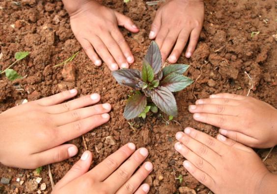 picture of children gardening showing a plant sprouting from the ground