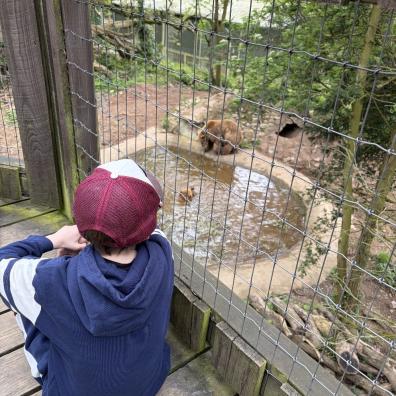 picture of a child watching the bears in their enclosure at Wildwood Escot on a family day