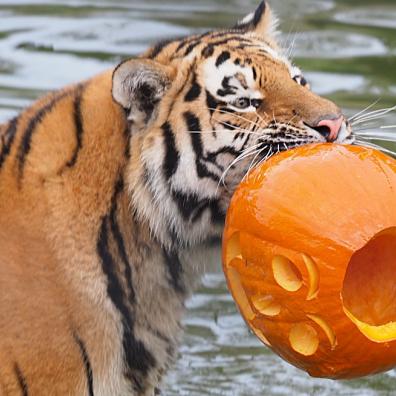 picture of Amur tigers play with pumpkins at ZSL Whipsnade Zoo
