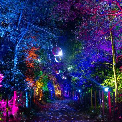 picture of BeWILDerwood Cheshire Glorious Glowing Lantern Parade