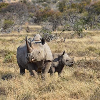 picture of black rhino with her calf