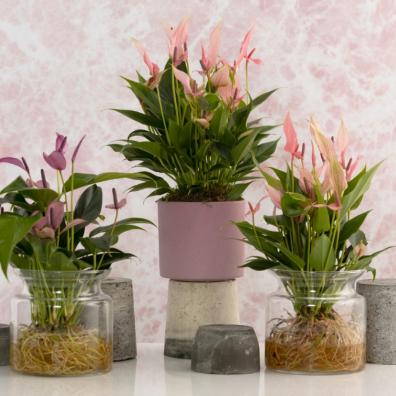picture of Dobbies mothers day houseplants