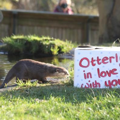 picture of Edinburgh Zoo otter Valentines day