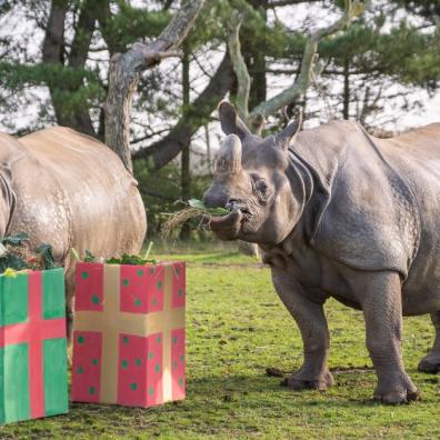picture of Greater one horned rhino Christmas presents Whipsnade Zoo