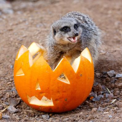 picture of Halloween enrichment at ZSL London Zoo