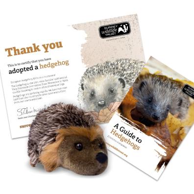picture of an adopt a hedgehog gift from the devon wildlife trust
