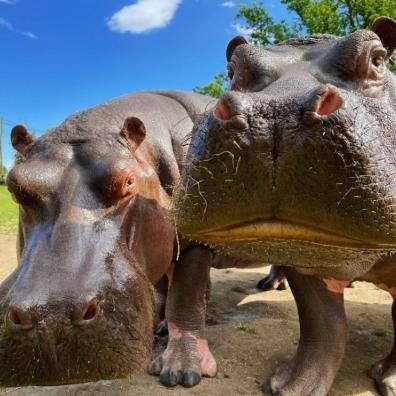 picture of Hippos at Whipsnade Zoo