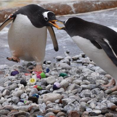 picture of Penguins at Edinburgh Zoo