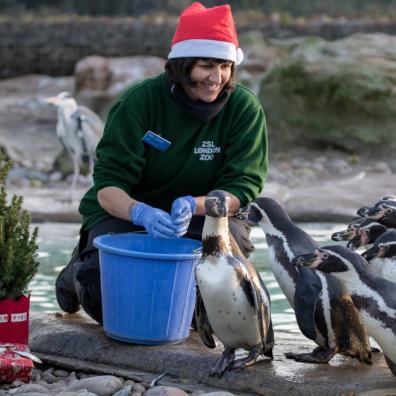 picture of Penguins enjoy Christmas at ZSL London Zoo