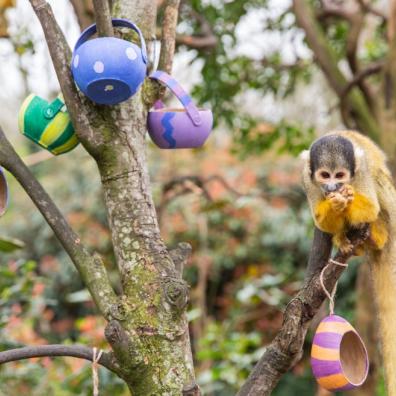 picture of Squirrel monkeys at London Zoo enjoy Easter egg
