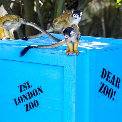 picture of Squirrel monkeys with Dear Zoo climbing frame at ZSL London Zoo