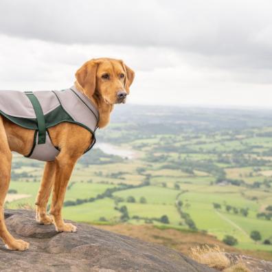 picture of The Ruff and Tumble Dog Cooling Coat