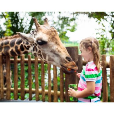 Picture of a child feeding a giraffe at a zoo