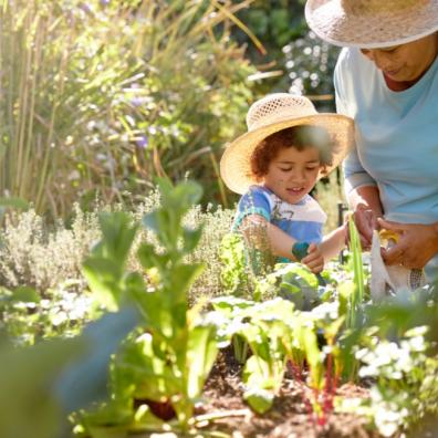 picture of a child gardening with their grandparent