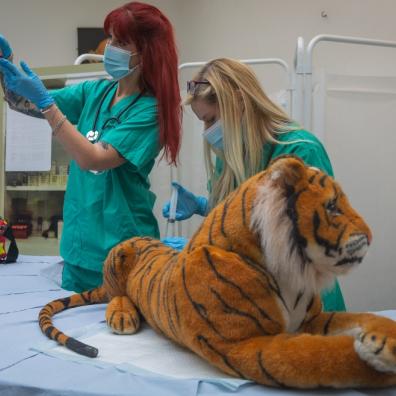 picture of Vets in Action ZSL 