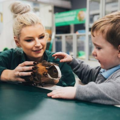picture of a child petting a guinea pig 